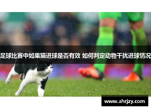 足球比赛中如果猫进球是否有效 如何判定动物干扰进球情况